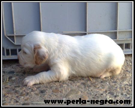 Impresionantes cachorros de Setter Ingles