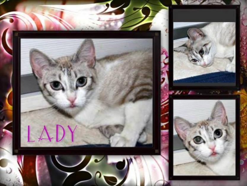 Lady, gatita 10 busca adoptante