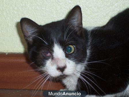 LUCAS acogida o adopcion para este gatito por favor!!!