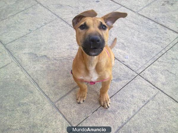 NALA cachorrita de 3 meses abandonada, urge adopcion!!!