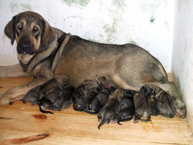 Se venden cachorros de mastin español