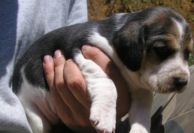 BEAGLES DE ENSUEÑO