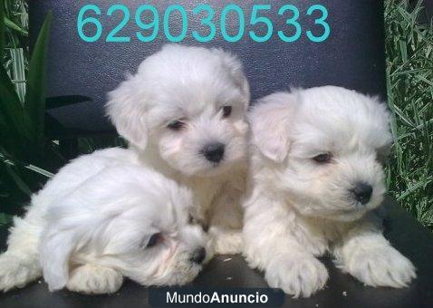 Bichon Maltes mini, pedigree y  calidad por 250€