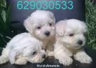 Bichon Maltes mini, pedigree y calidad por 250€ - mejor precio | unprecio.es