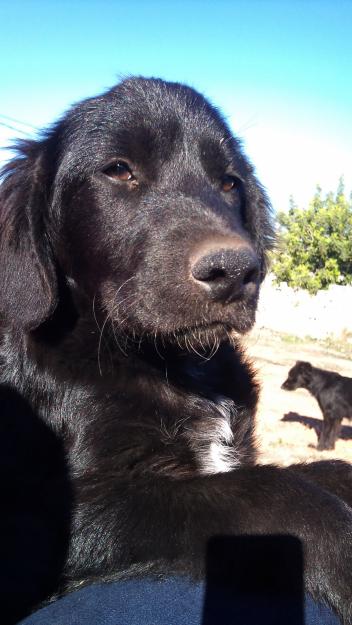 CACHORRITOS EN ADOPCIÓN, MUY CARIÑOSOS, GUAPÍSIMOS