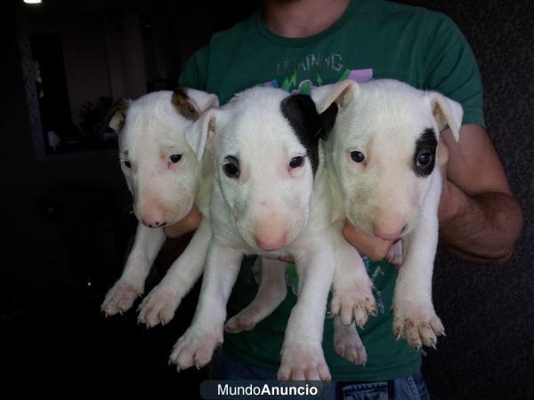 Compra Cachorros Bull Terrier