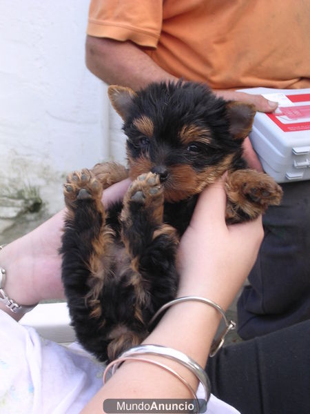 ES VENDE  (yorkshire de tamaño pequeño )