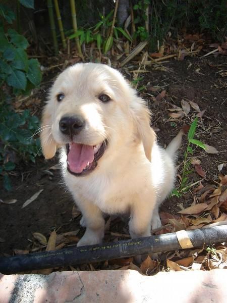 Golden Retriever. Ultimo cachorro en venta