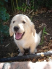 Golden Retriever. Ultimo cachorro en venta - mejor precio | unprecio.es