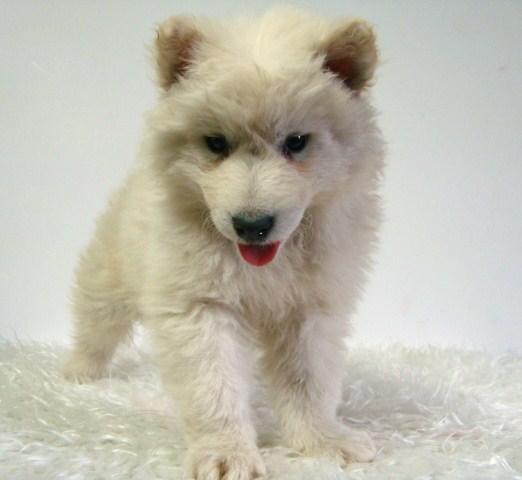 SAMOYEDO CAMADA CON DOS MESES DE EDAD MACHOS Y HEMBRAS