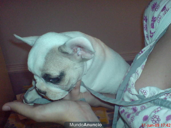 VENDO BULLDOG FRANCES CON PARCHE MARRON