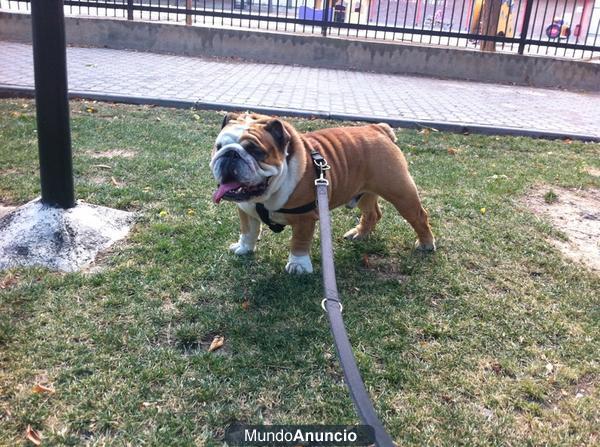 BULLDOG INGLES PARA MONTAS