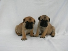 BULLMASTIFF - CACHORROS - mejor precio | unprecio.es