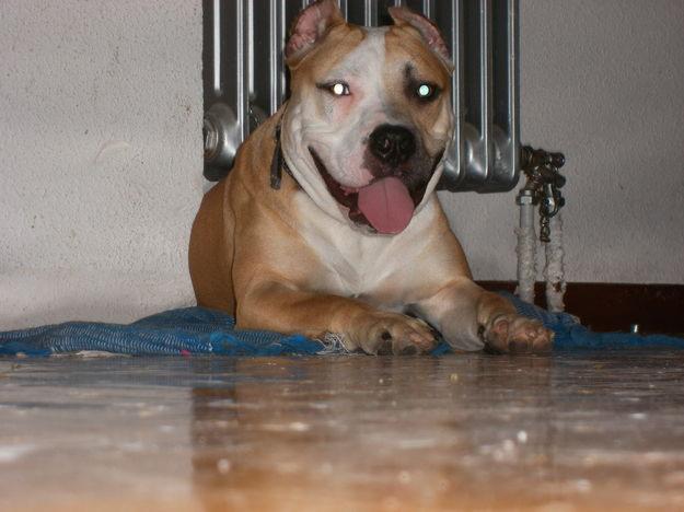 Busco perra pitt-bull para monta