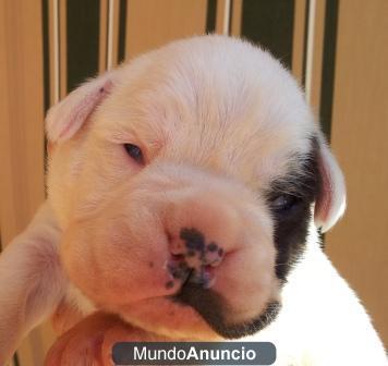 Cachorros boxer de silvecan