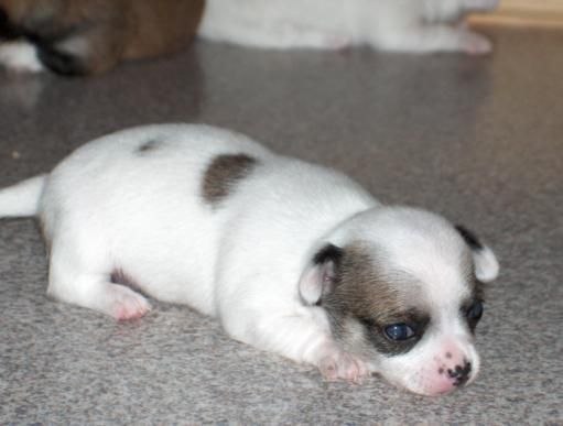 Chihuahua encantadores cachorros