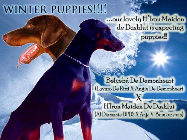 Demonheart Dobermanns Cachorros Disponibles