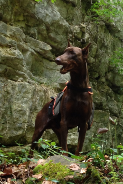 DOBERMANN CACHORROS