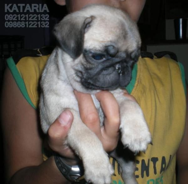 Macho y Hembra  Carlino cachorros para usted