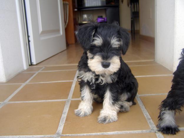 Precioso cachorro de Schnauzer miniatura negro y plata sngre de campeones