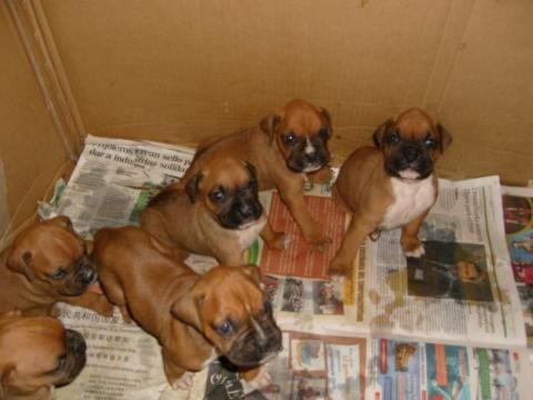 BOXER CACHORROS A 250 E+ CARTILLA + GARANTIA