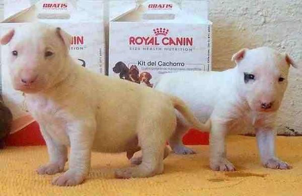 cachorro de bull terrier con 2 semanas