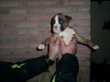 CACHORROS DE BOXER DE CALIDAD CON PEDIGREE 350 EUROS