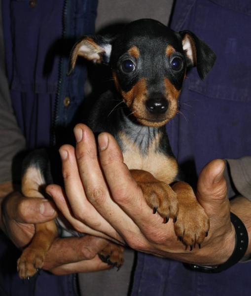 Cachorros de MINI PINSCHER con pedigree RSCE desde 280 Euros