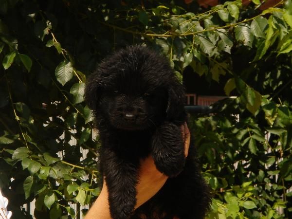 CACHORROS DE TERRANOVA 500