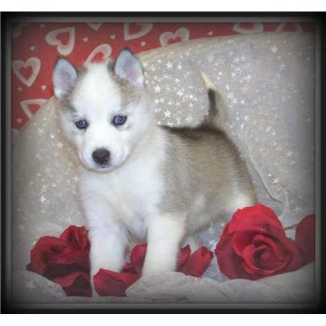 cachorros siberian huskies