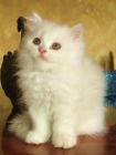 Cria familiar de mascotas,Ultima gatita persa!!! 200 - mejor precio | unprecio.es