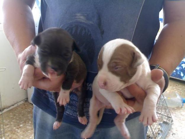 IMPRESIONANTES CACHORROS DE PIT BULL, ECONOMICOS