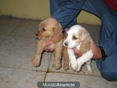 LINDOS CACHORROS COCKER INGLES A LA VENTA 200E