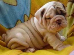 Salu Cachorros de bulldog ingles disponible100€