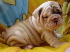 Salu Cachorros de bulldog ingles disponible100€ - mejor precio | unprecio.es