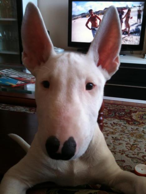 Vendo bull terrier