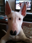 Vendo bull terrier - mejor precio | unprecio.es