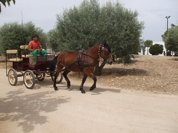 Caballo pequeño - pòni enganchado y montado