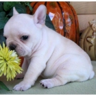 Cachorros de Bulldog Frances Particular - mejor precio | unprecio.es