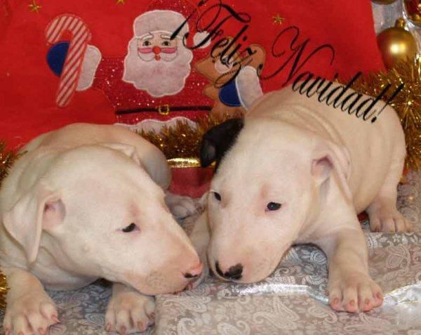 Camada de Bullterrier, excelentes cachorros