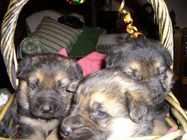 FABULOSA CAMADA DE CACHORROS PASTOR ALEMÁN CON PEDIGREE PURA RAZA