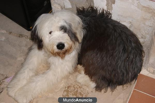 Macho Bobtail para monta, caracter excelente. Pedigree