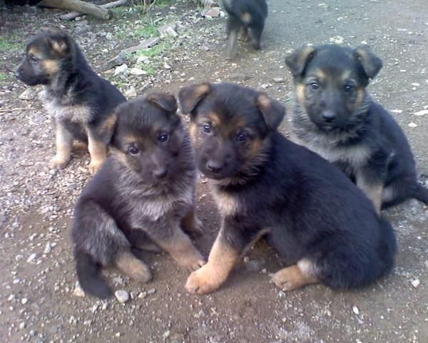 PASTOR ALEMAN, WESTY, COCKER, YORKSHIRE , BEAGLE