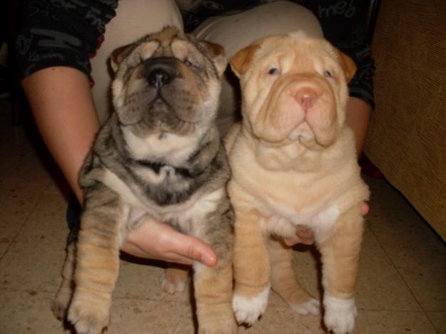 SHAR PEI ARRUGADISIMOS