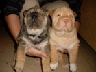 SHAR PEI ARRUGADISIMOS - mejor precio | unprecio.es