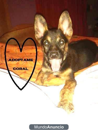 CORAL ¿me adoptas? solo soy una cachorrita buscando familia‏