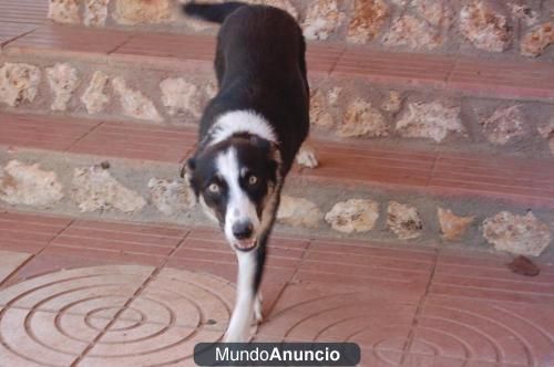 --- GALA (xBorderCollie) --- ¡¡ ADOPTALA!!