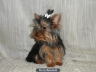 450 eur YORKSHIRE MINI TOY HEMBRA DE 6 MESES - mejor precio | unprecio.es