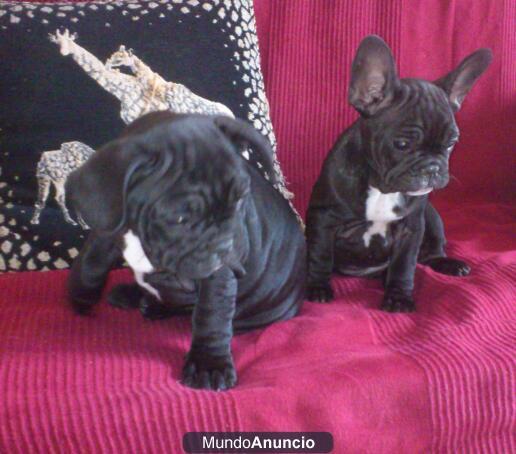 CACHORROS BOLLDOG FRANCES