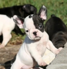 cachorros de bulldog frances, 490 - mejor precio | unprecio.es